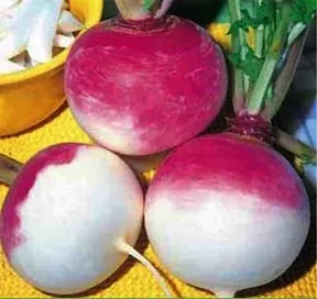 Heirloom Turnip, Purple Top White Globe